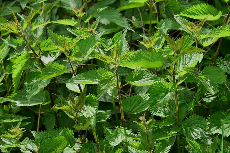 Spiritual Herbs