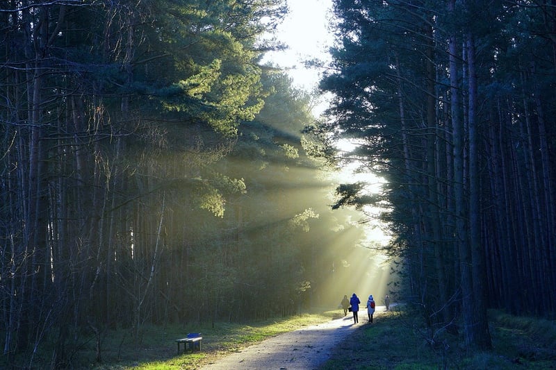 Enchanted Pathways